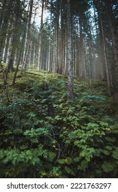 Forest On An Autumn Day. Natural Background. Pines And Foliage Trees. Concept Of POV Hiking And Walking In Foggy Mountain Woods.