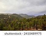 Forest on cloudy day in the tarahumara sierra of chihuahua