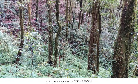 Thailand forest scandal