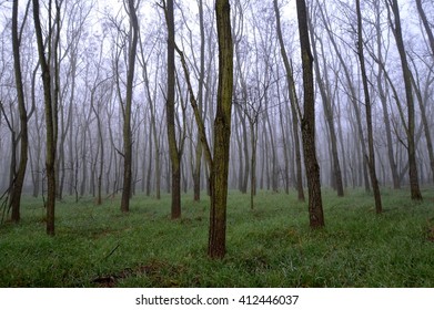 Forest on a foggy day