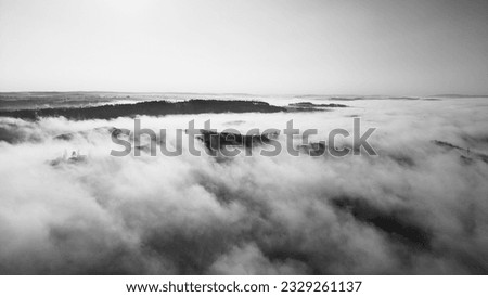 Forest on foggy morning. Trees and clearing in the wood landscape. Aerial view from drone. Black and white photography.