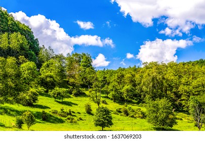 Forest On Hill In Summer Season