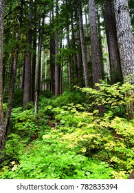 Forest On Lover's Lane Loop To Sol Duc Falls Olympic National Park