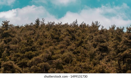 A forest on a mountain under cloudy sky.