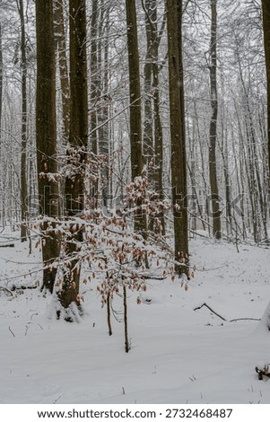 A forest on a winterday with snowfall