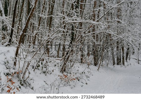 A forest on a winterday with snowfall