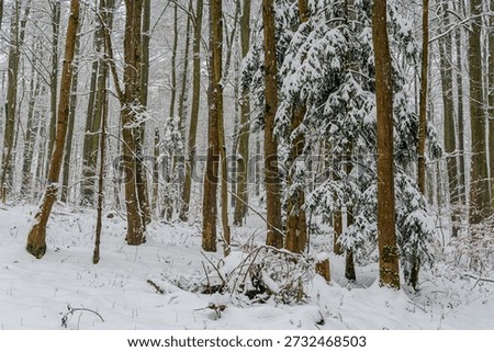 A forest on a winterday with snowfall