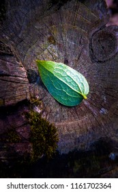 forest one green leaf