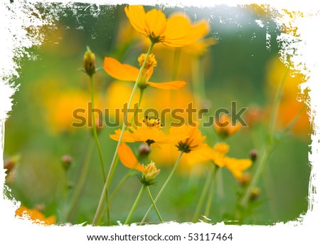 Similar – Yellow wildflowers on a riverbank in the evening light