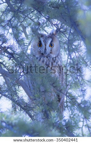 Similar – Image, Stock Photo closeup of an Owl eye Eyes