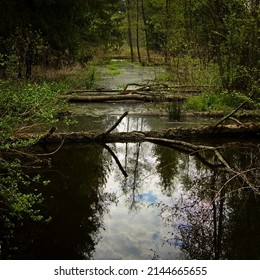 A Forest Oxbow Lake In The Autumn.