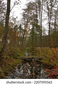 A Forest Oxbow Lake In The Fall.