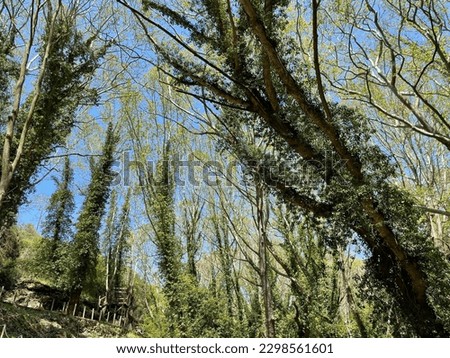 Forest in Palea Kavala, Greece