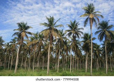 Forest Of Palm Trees Near Jacqueville In Ivory Coast. Tall Silhouettes Of The Trees With A Blue Sky In Background.