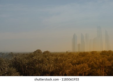 a forest of palm trees in the rays of the sunset against the sky and skyscrapers. city in the desert. conceptual photography. Cityscape with beautiful park with palm trees 