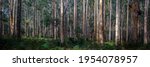 forest pano with straight narrow trees with textured bark and green undergrowth of ferns and bracken at Boranup Forest in Western Australia