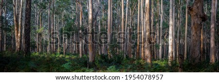 forest pano with straight narrow trees with textured bark and green undergrowth of ferns and bracken at Boranup Forest in Western Australia