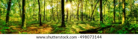 Forest panorama