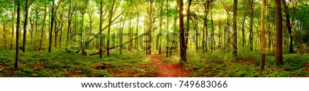 Forest panorama in autumn with bright sun