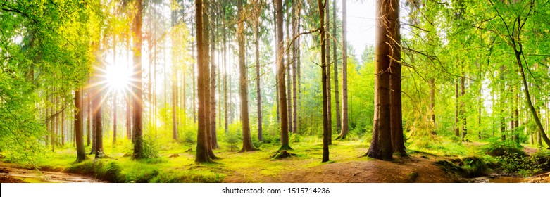 Forest Panorama Bright Sun Shining Through Stock Photo 1515714236