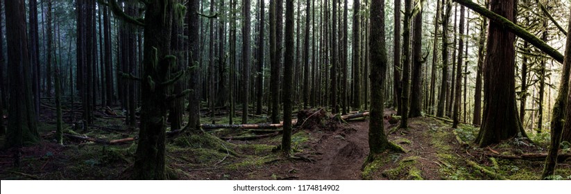 A Forest Panorama Deep In A Dark Moody Forest Near Whistler BC