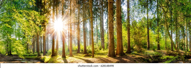 Forest Panorama With Sun 