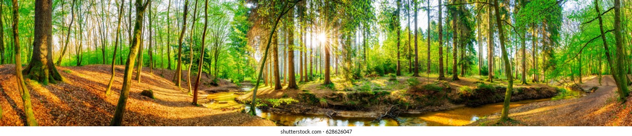 Forest Panorama With Sun And Brook