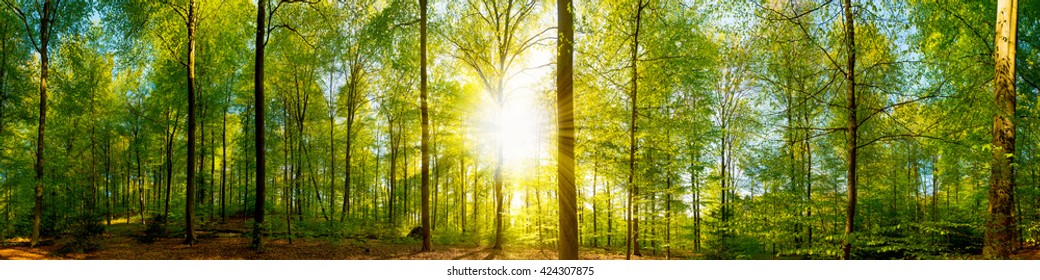 Forest panorama with sun rays