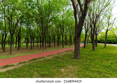 Forest Park, fresh scenery, natural oxygen bar, green runway