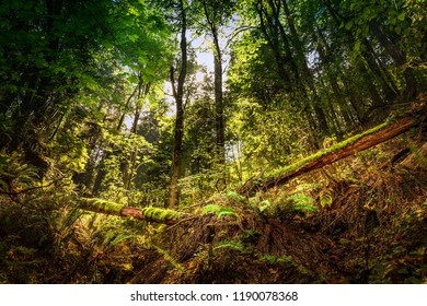 Forest Park Portl Is A Public Municipal Park In The Tualatin Mountains West Of Downtown Portland, Oregon, United States. Stretching For More Than 8 Miles On Hillsides Overlooking The Willamette River.