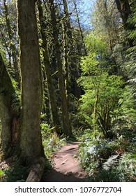 Forest Park. Portland, Oregon.