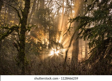 1000 森林公园 Stock Images Photos Vectors Shutterstock