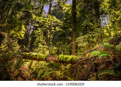 Forest Park Is A Public Municipal Park In The Tualatin Mountains West Of Downtown Portland, Oregon, United States. Stretching For More Than 8 Miles On Hillsides Overlooking The Willamette River.