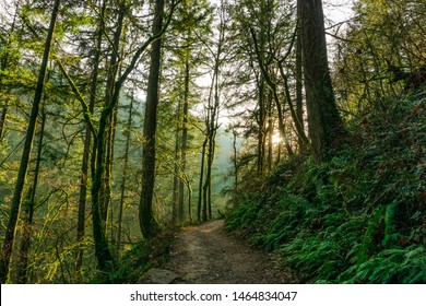 Forest Park Trail Pictures Portland Oregon