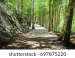 Forest path