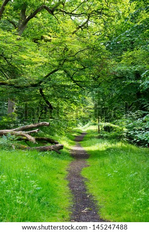 forest path