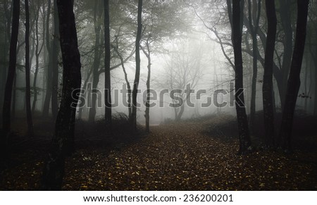 Similar – Image, Stock Photo edge of the forest Autumn