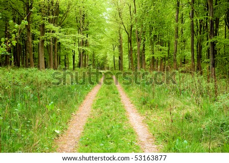 forest path
