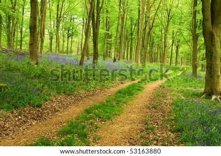 forest path