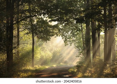 A forest path among oak trees on a misty autumn morning. - Powered by Shutterstock
