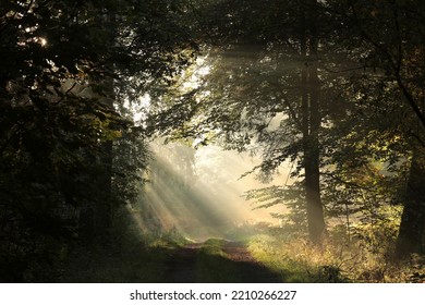 A forest path among oak trees on a misty autumn morning. - Powered by Shutterstock