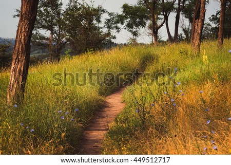 forest path among the trees and grass in the summer