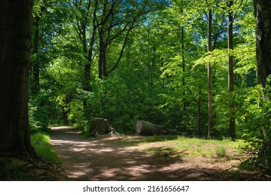 Forest Path Among The Trees. Silesia, Poland.