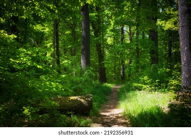 Forest Path Among The Trees. Silesia, Poland.