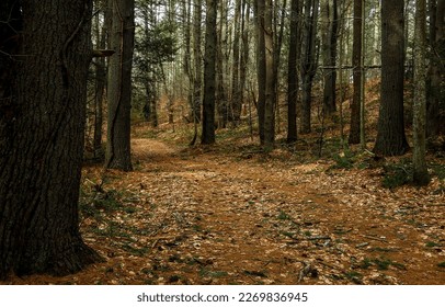 Forest path among the trees. Forest path. Path in forest. Forest path way - Powered by Shutterstock