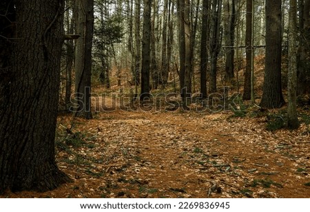 Similar – Image, Stock Photo Autumn Trail forest path