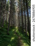 Forest path in the Austrian Alps between trees