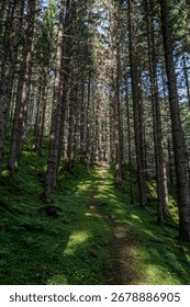 Forest path in the Austrian Alps between trees