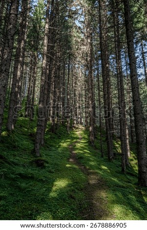 Forest path in the Austrian Alps between trees