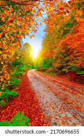forest path in autumn. Colorful forest landscape in autumn season. A natural landscape that becomes beautiful with the vivid colors of autumn. Colorful leaves in autumn. road landscape in the forest. - Shutterstock ID 2170696655